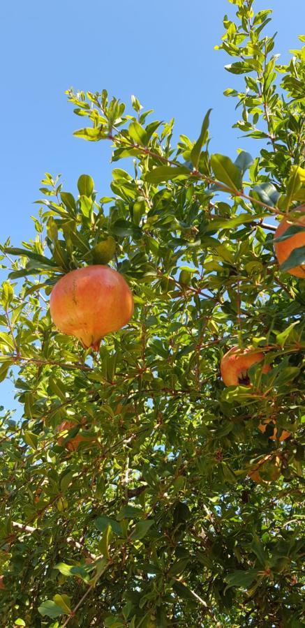 סנסייס Finca Sa Cova De Mallorca מראה חיצוני תמונה