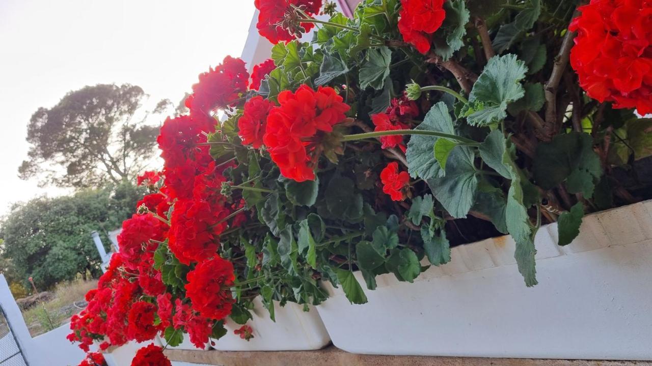 סנסייס Finca Sa Cova De Mallorca מראה חיצוני תמונה