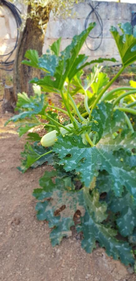 סנסייס Finca Sa Cova De Mallorca מראה חיצוני תמונה