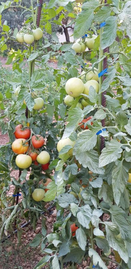 סנסייס Finca Sa Cova De Mallorca מראה חיצוני תמונה