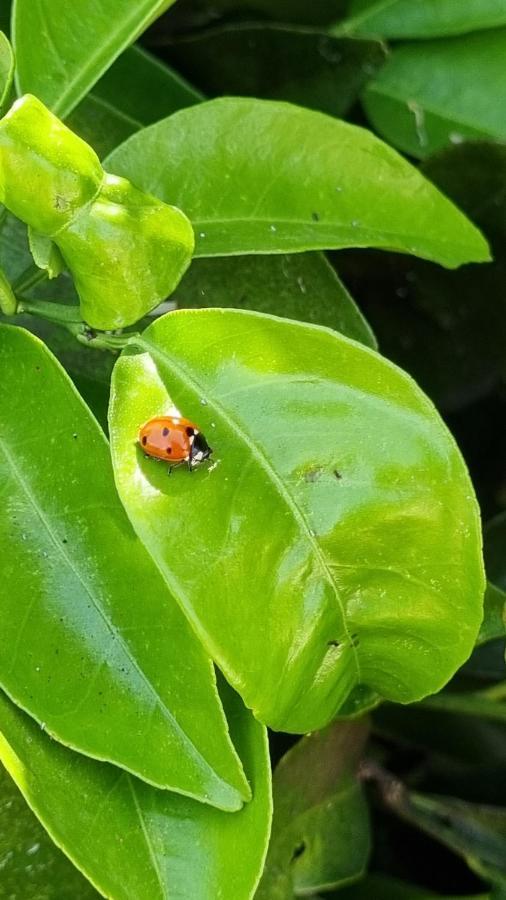 סנסייס Finca Sa Cova De Mallorca מראה חיצוני תמונה