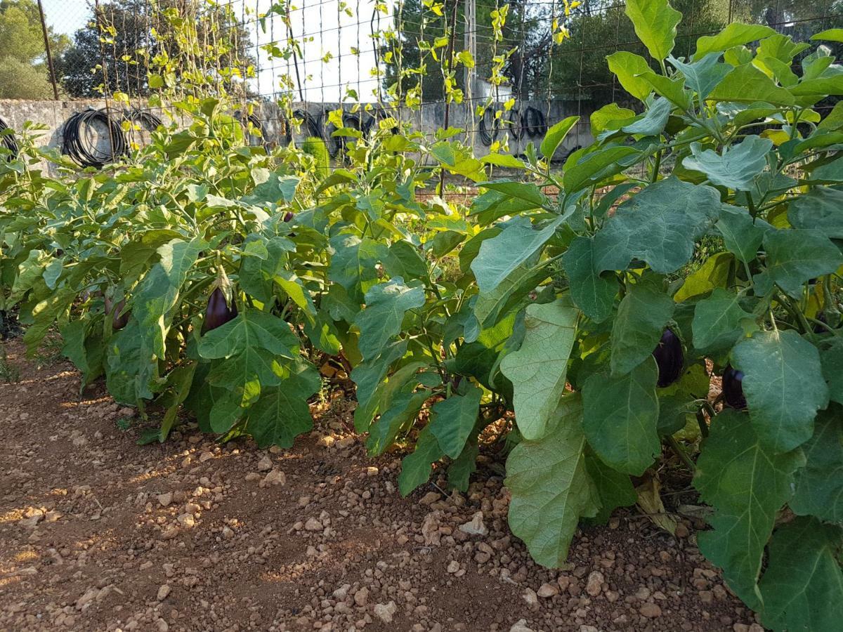 סנסייס Finca Sa Cova De Mallorca מראה חיצוני תמונה