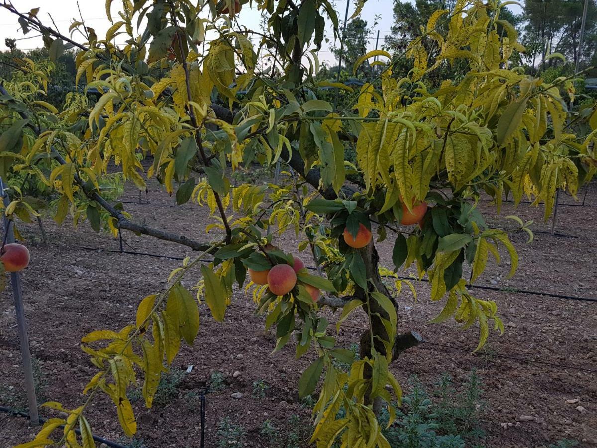 סנסייס Finca Sa Cova De Mallorca מראה חיצוני תמונה