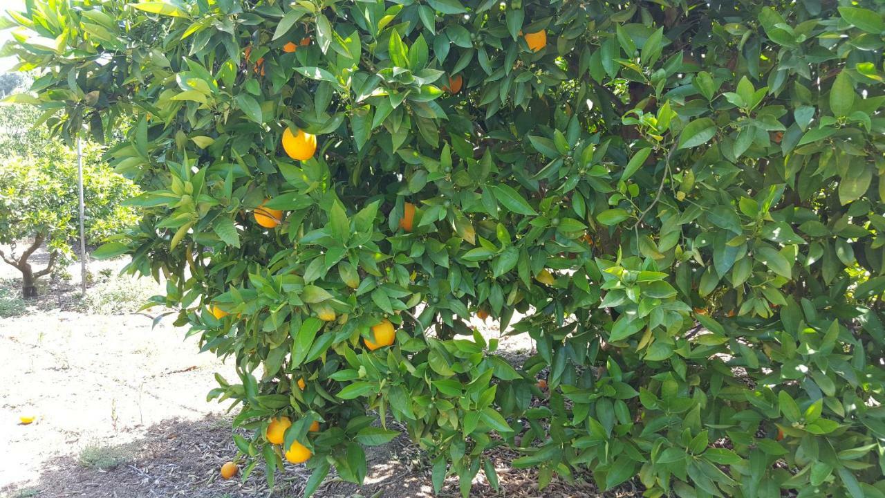 סנסייס Finca Sa Cova De Mallorca מראה חיצוני תמונה