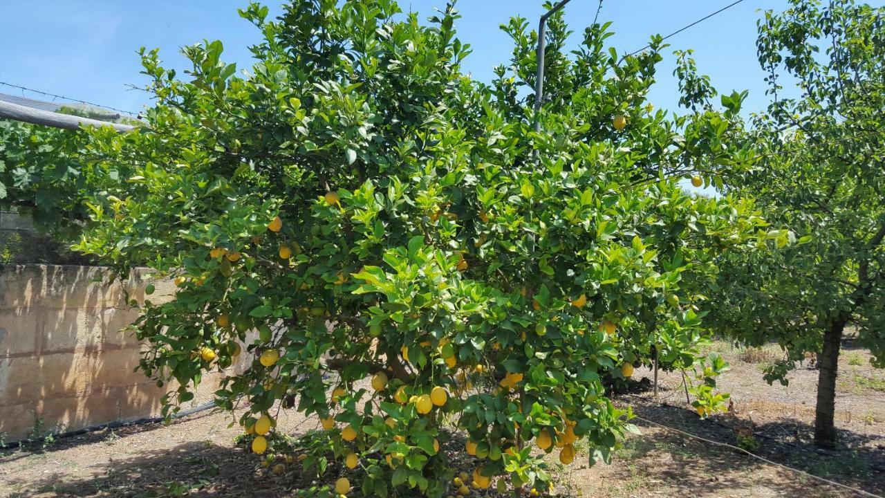 סנסייס Finca Sa Cova De Mallorca מראה חיצוני תמונה