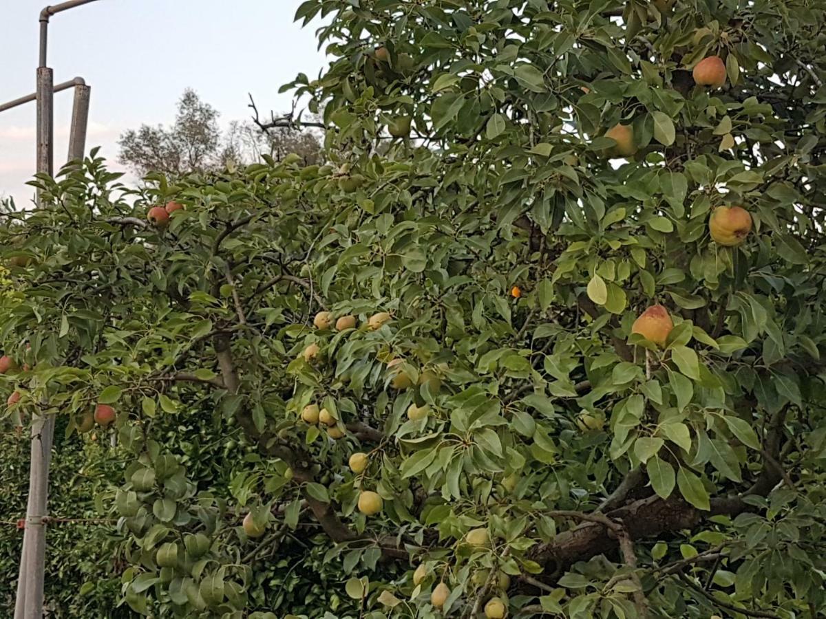 סנסייס Finca Sa Cova De Mallorca מראה חיצוני תמונה