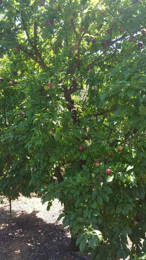 סנסייס Finca Sa Cova De Mallorca מראה חיצוני תמונה