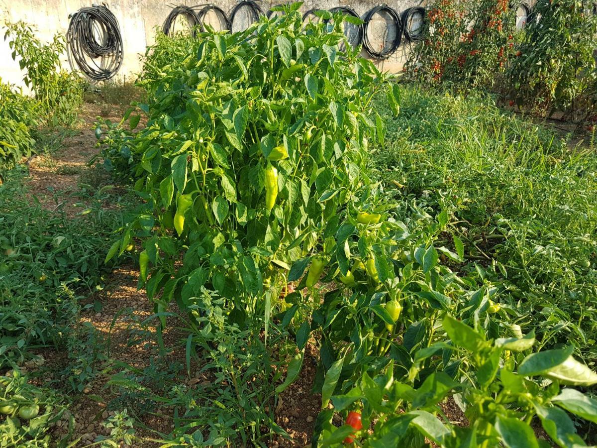 סנסייס Finca Sa Cova De Mallorca מראה חיצוני תמונה