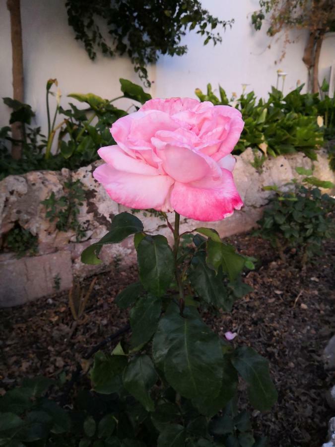 סנסייס Finca Sa Cova De Mallorca מראה חיצוני תמונה