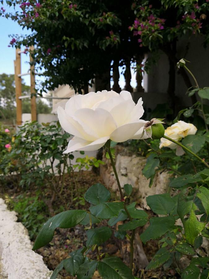 סנסייס Finca Sa Cova De Mallorca מראה חיצוני תמונה