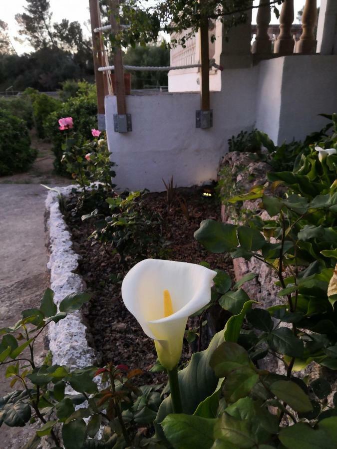 סנסייס Finca Sa Cova De Mallorca מראה חיצוני תמונה