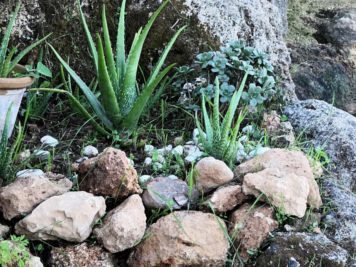 סנסייס Finca Sa Cova De Mallorca מראה חיצוני תמונה